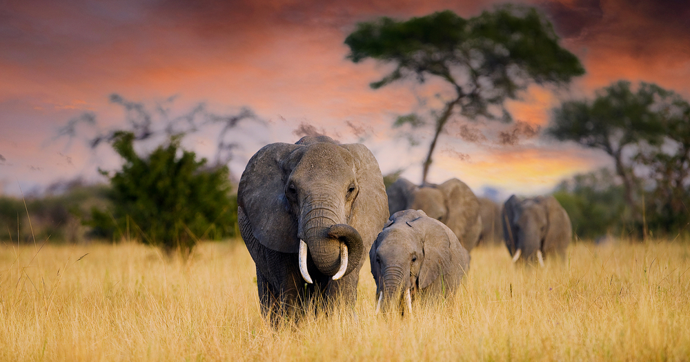 elephants-at-tarangire