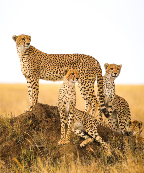 3 Days Serengeti & Ngorongoro Safari
